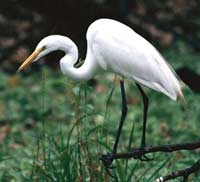 Biological Tissue Analysis